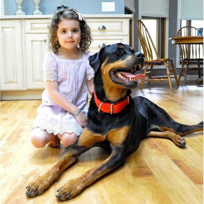 Black Nylon Dog Collar O409