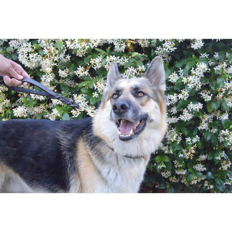 6 Foot Braided Leather Dog Leash with Traffic Handle R7155