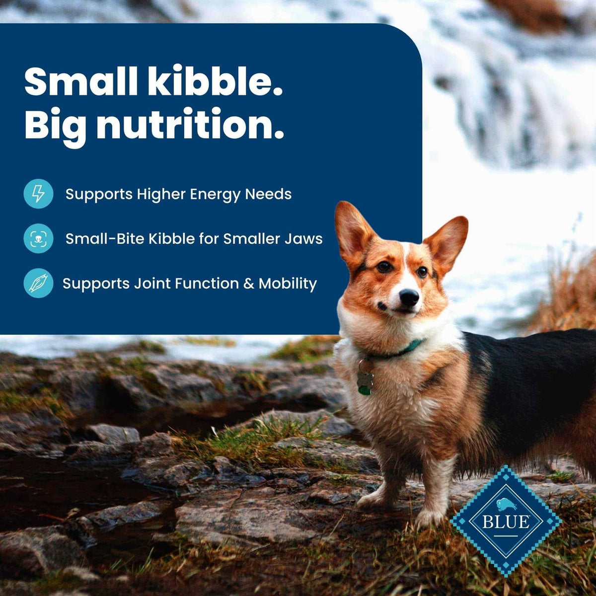 Dry Dog Food V545843