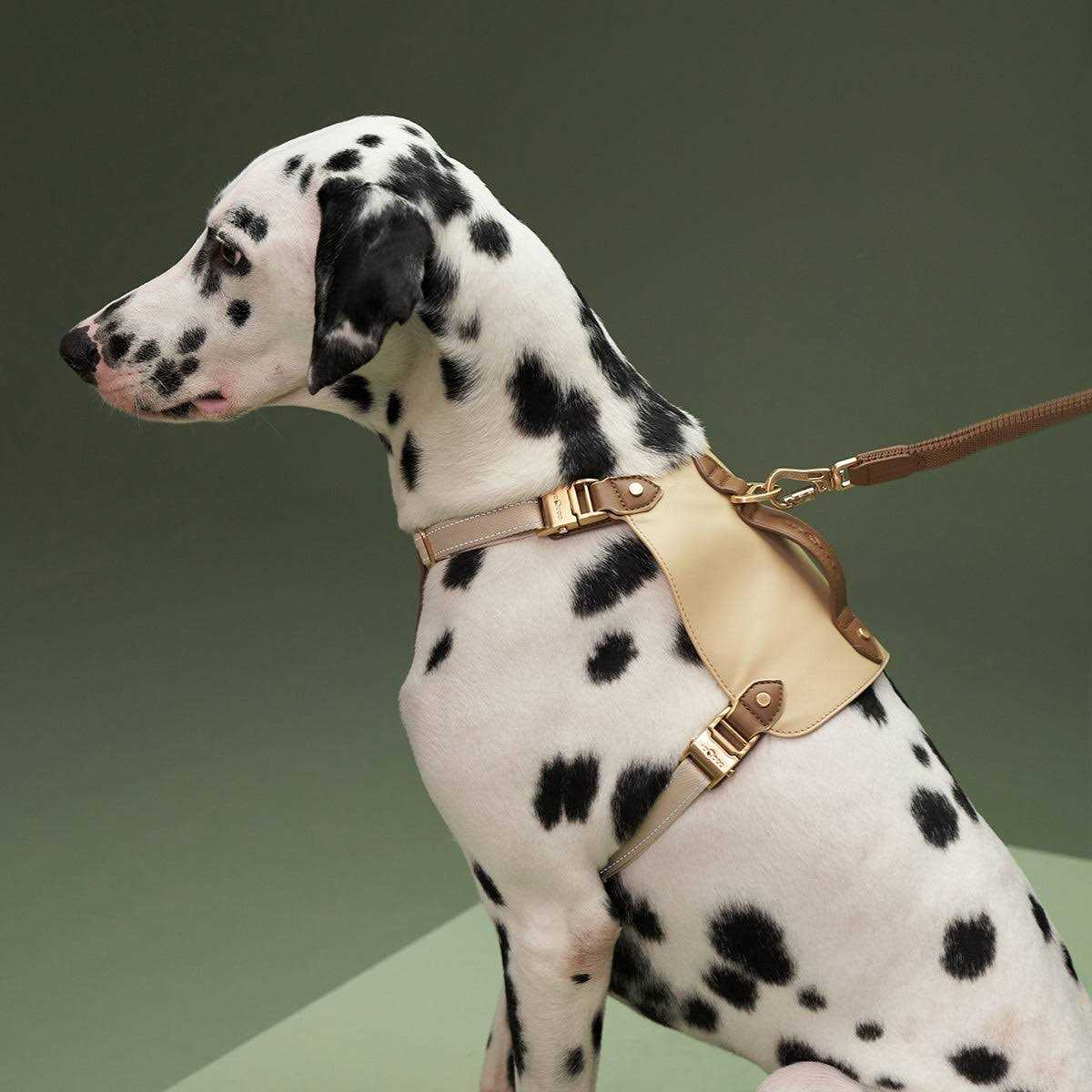 Saddle Pet Harness & Leash Z683
