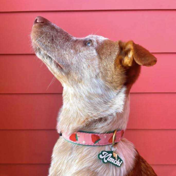 Strawberry Fields Dog Collar T8627