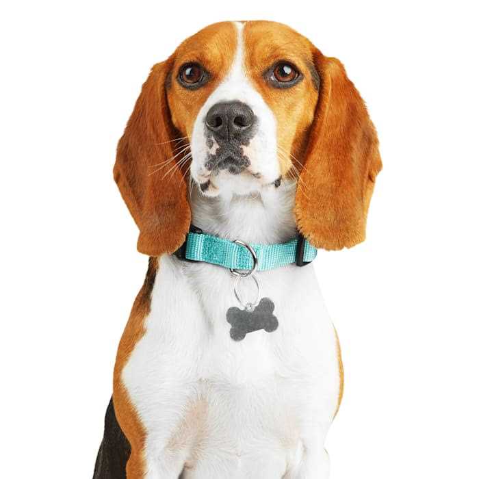 Adjustable Dog Collar N805392