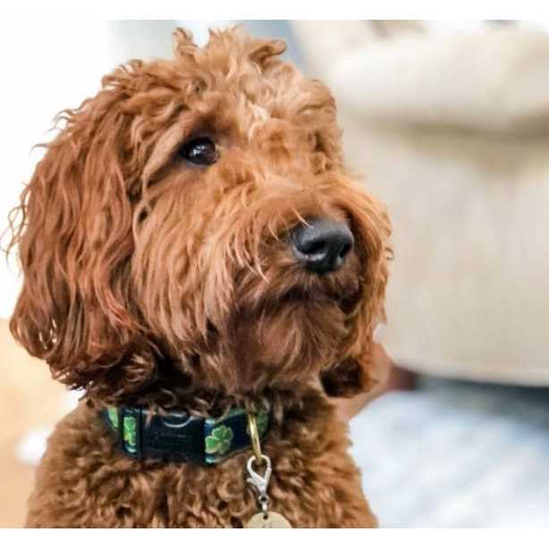 Dog Collar U113