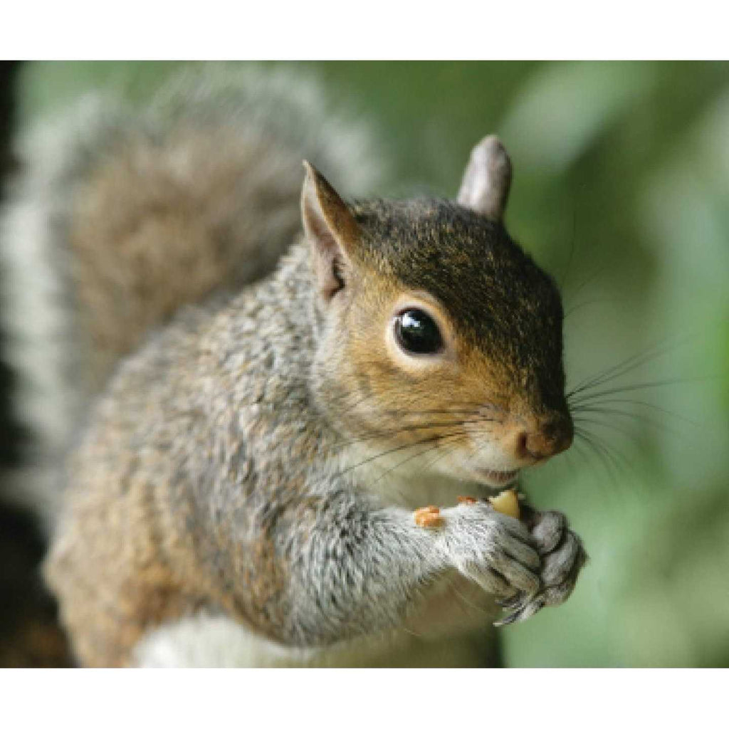 Wild Bird Food A57659