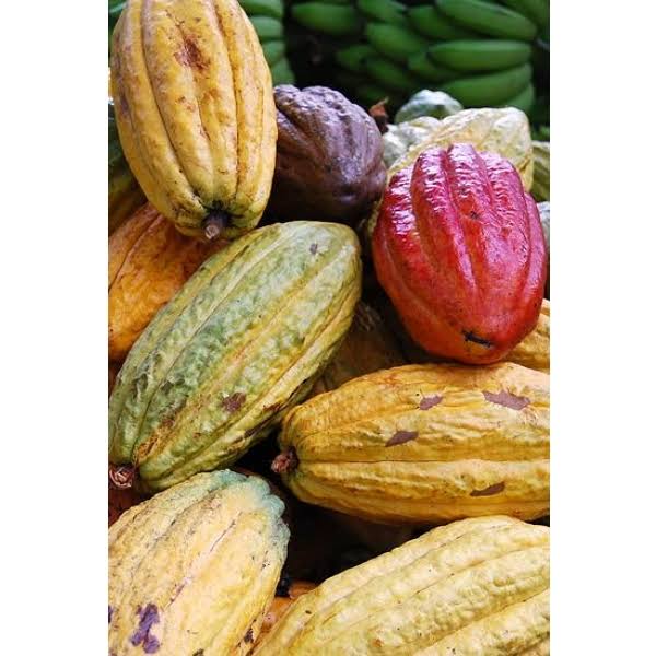 Cacao Powder 1kg M56613