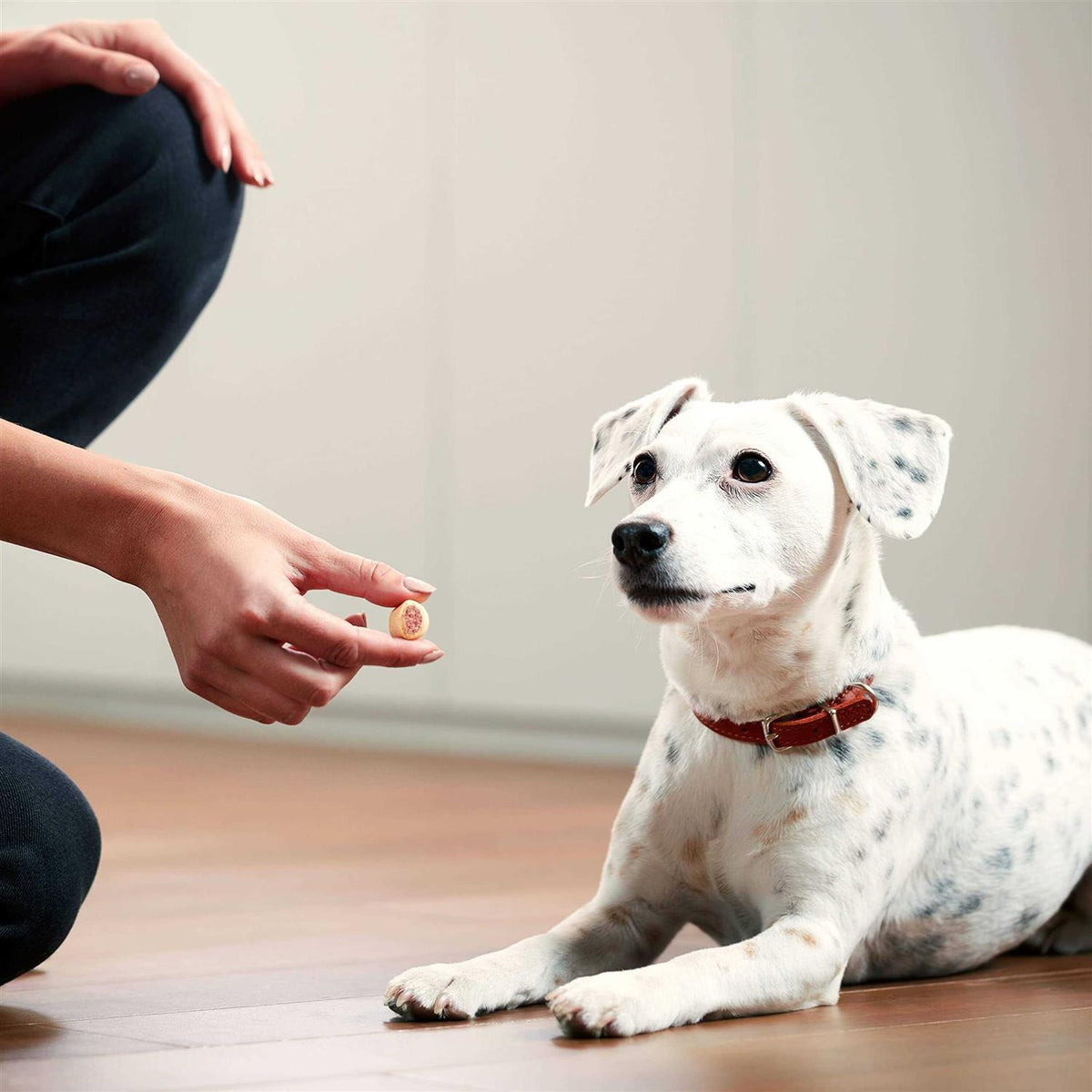 Dog Treats B750188