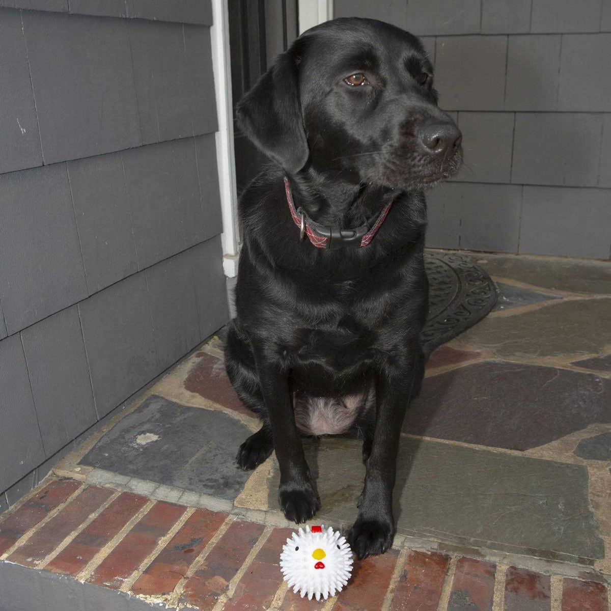 Chicken Dog Ball U2388