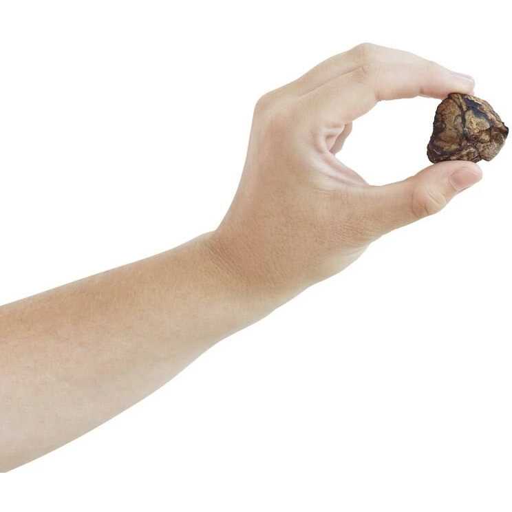 Dehydrated Beef Lung Dog Treats R622