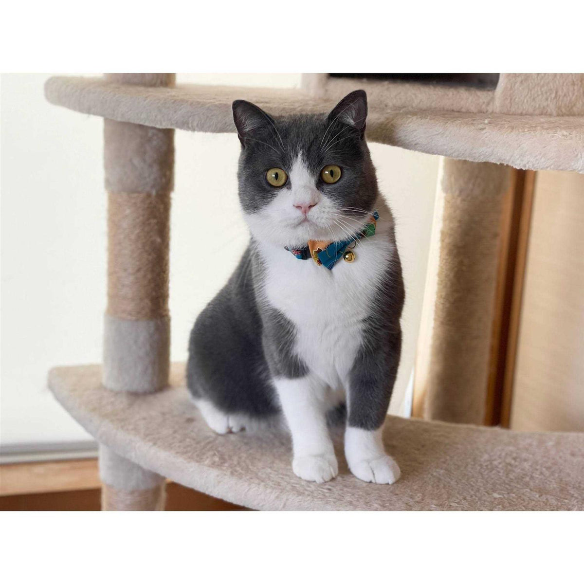 Cat Collar X317742