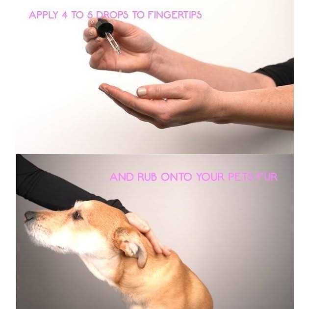 Soothing Essential Oil for Dogs E63182