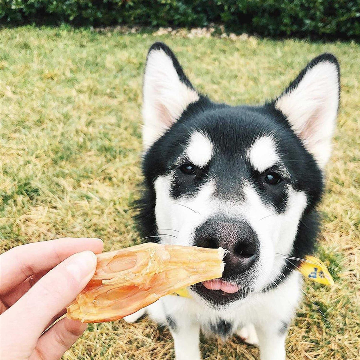 Beef Tendon Dog Chews G22010