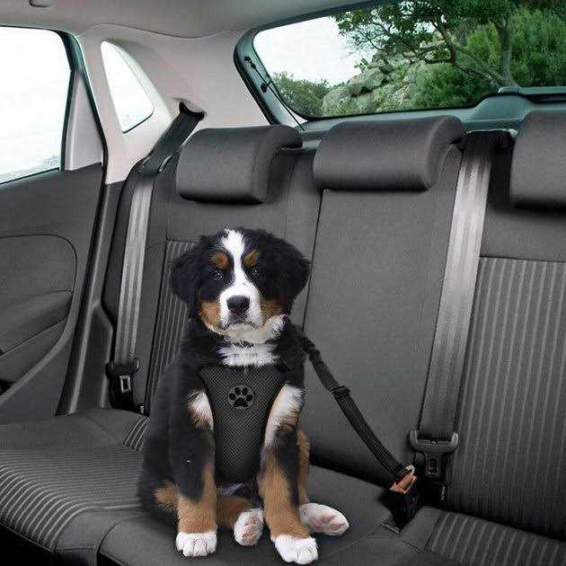 Adjustable Dog Car Seat Belt W371877