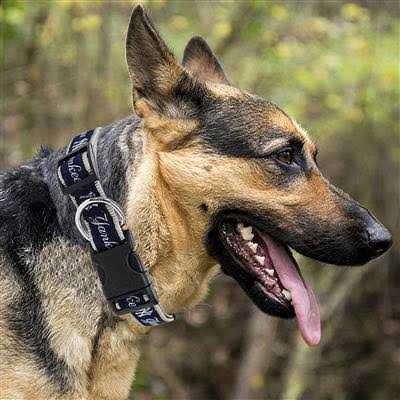 Dog Collar M83425