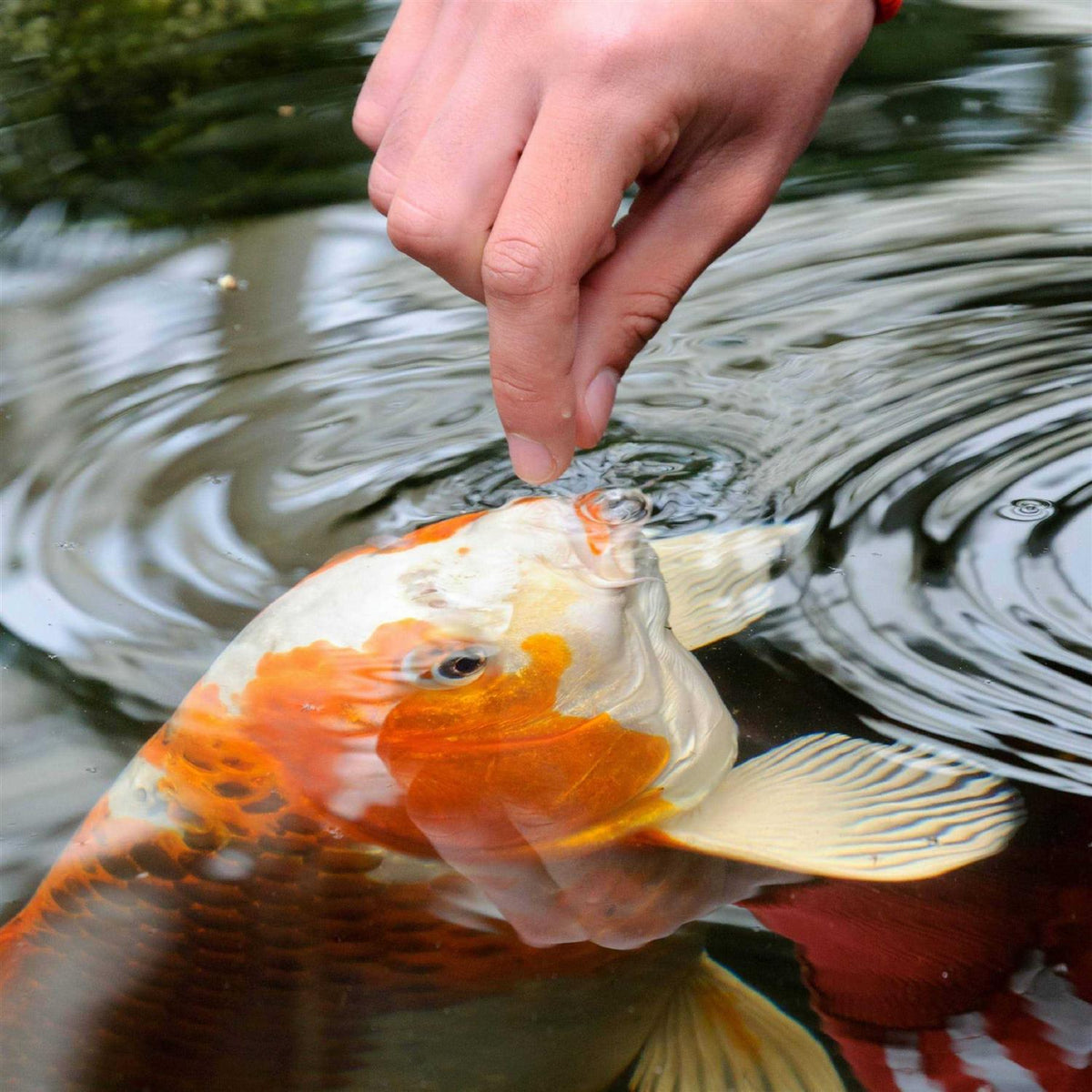 Pond Sticks Goldfish & Koi Food Z4219