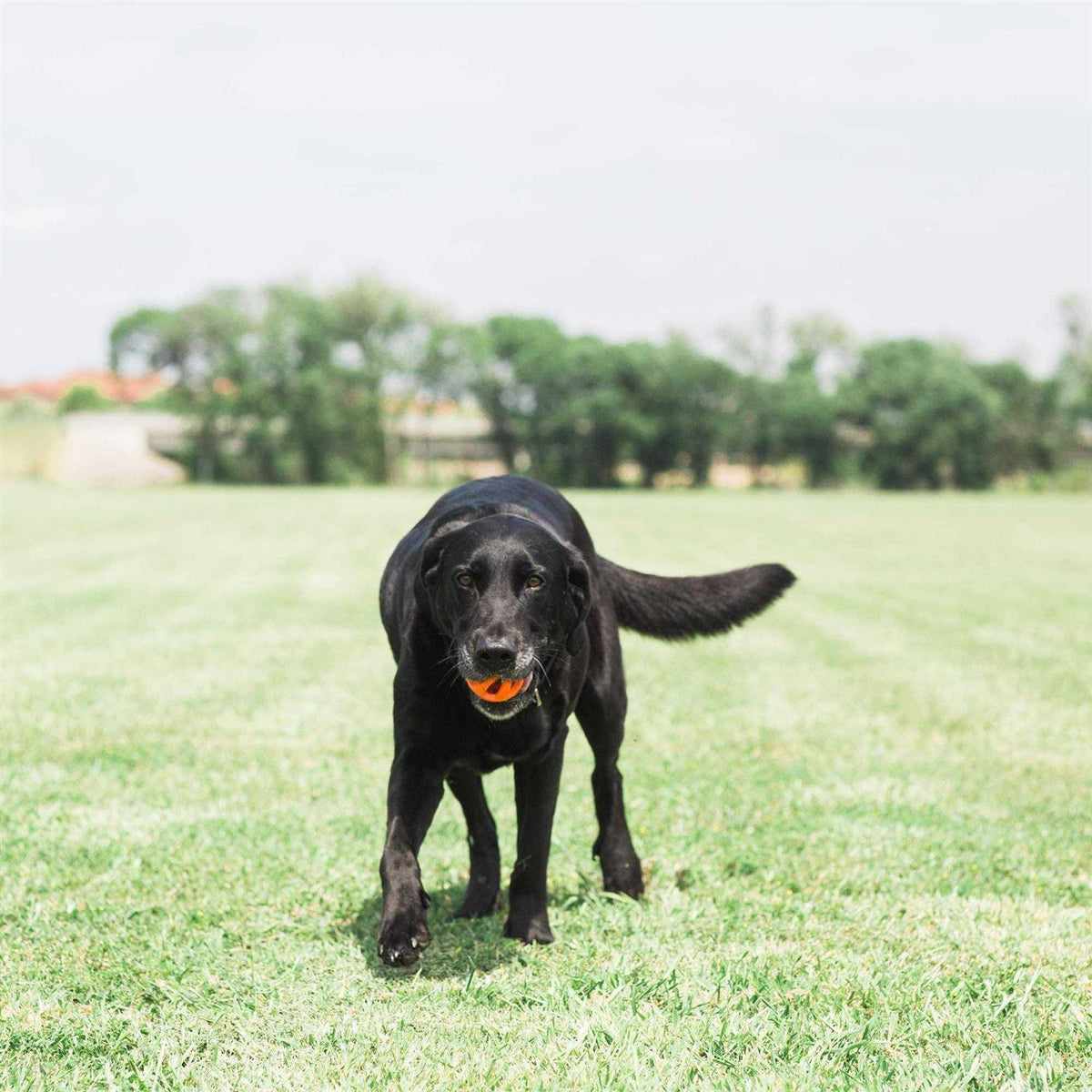 Fetch Ball L40933