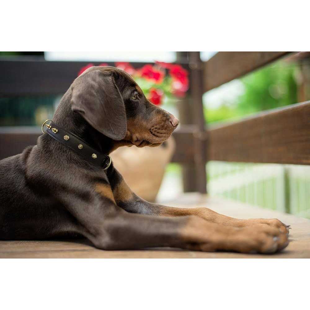 Dog Collar B11458