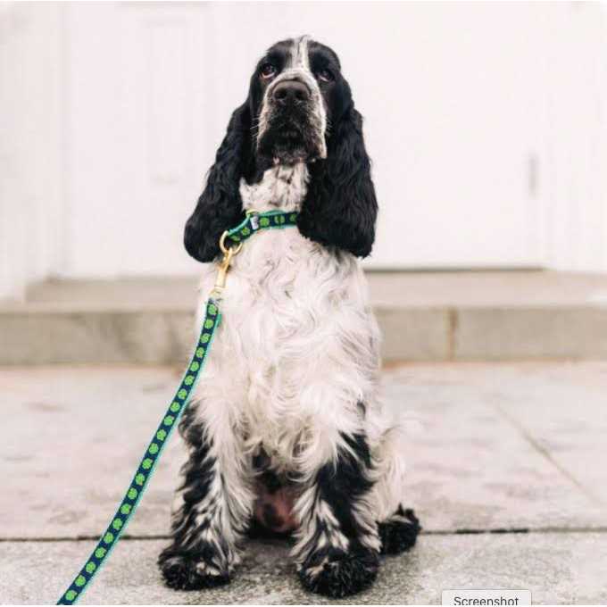 Dog Collar U113