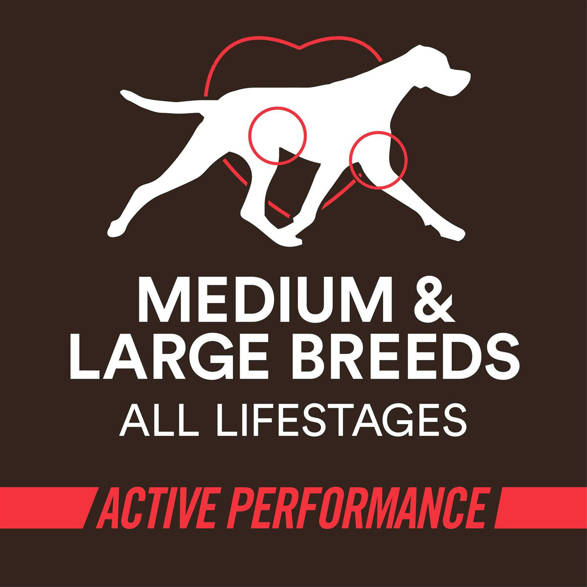 High-Protein Beef & Rice Recipe Dry Dog Food K437