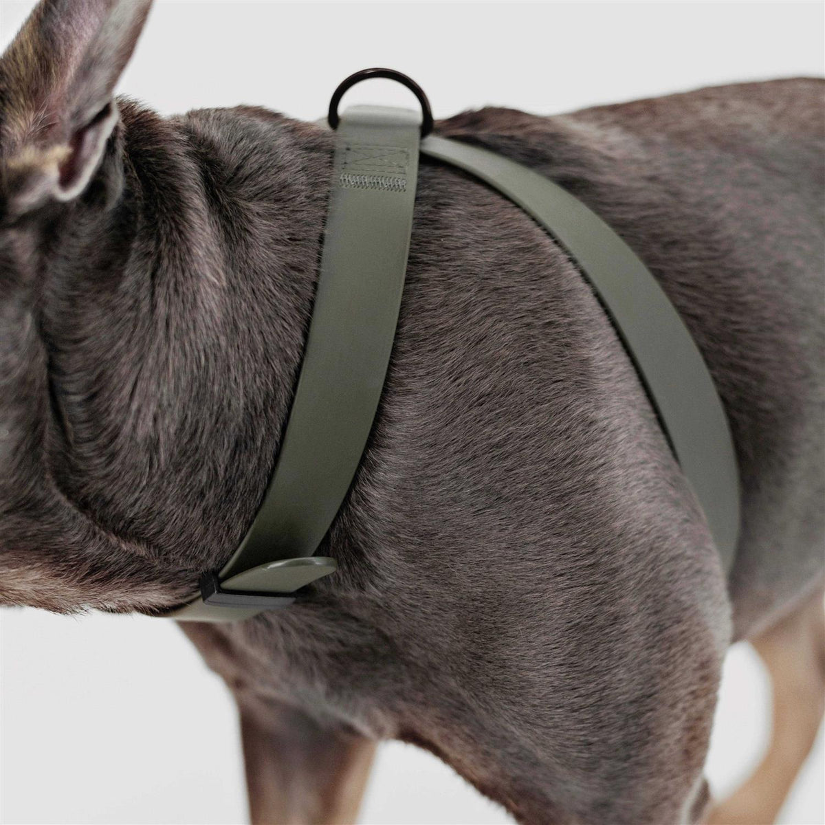 Dog Harness Dog Leash C143