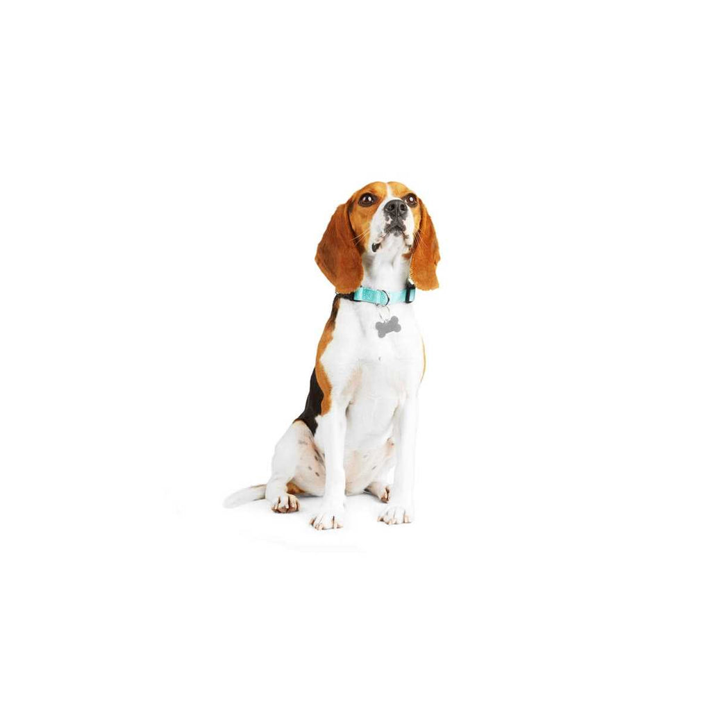 Adjustable Dog Collar N805392
