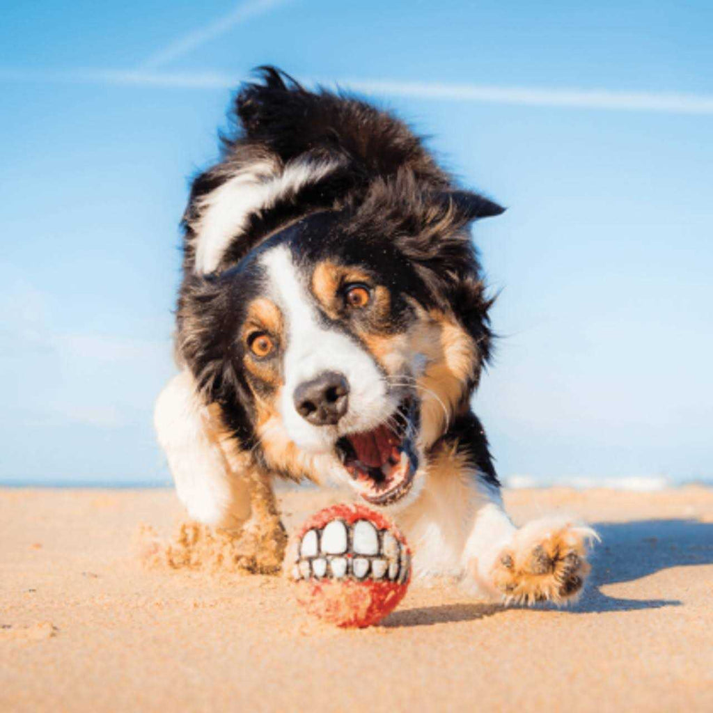 Dog Toy F4857