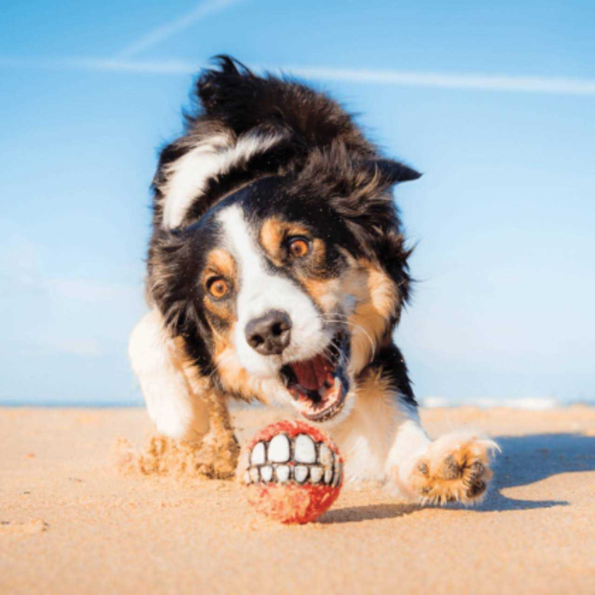 Dog Toy F4857