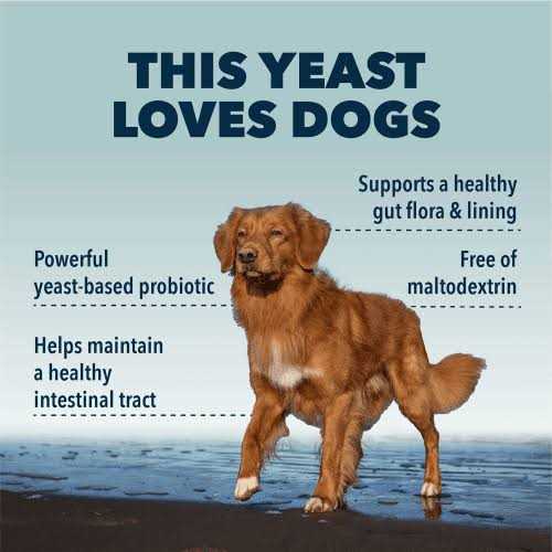 Digestive Enzymes and Probiotics for Dogs U183770