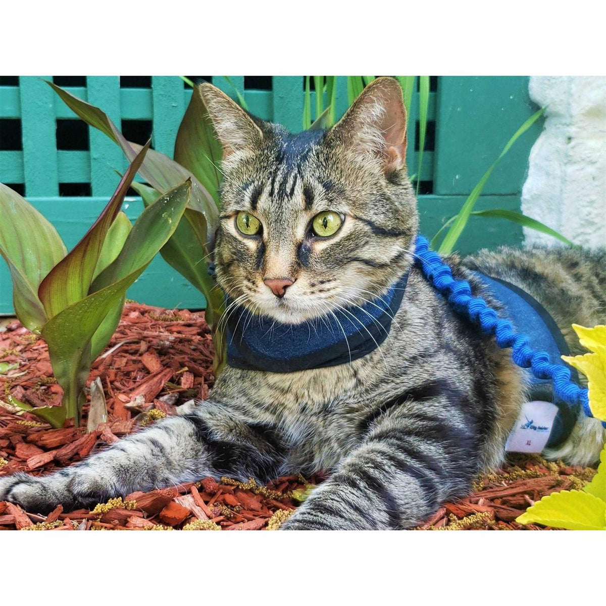 Cat Harness B44395