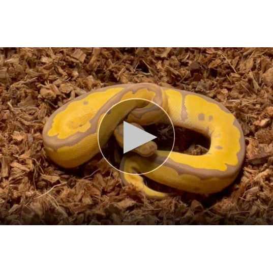 Coarse Coconut Husk Reptile Bedding S295868